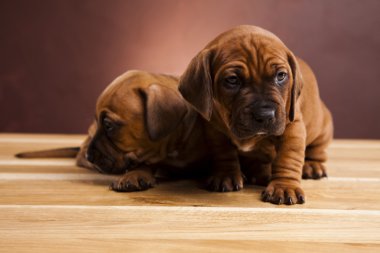 Bebek köpekler