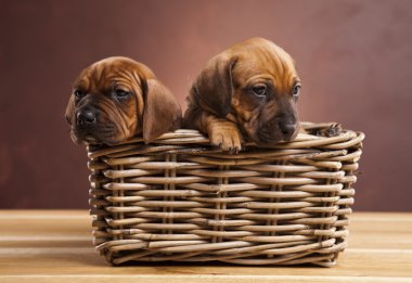 kukla amstaff, dachshund