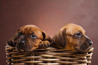 kukla amstaff, dachshund