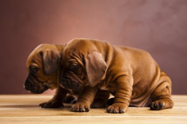 Bebek köpekler