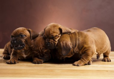 kukla amstaff, dachshund