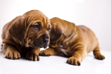 kukla amstaff, dachshund