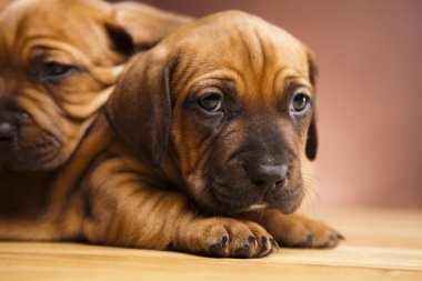 kukla amstaff, dachshund