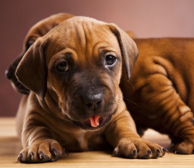 kukla amstaff, dachshund