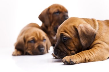 kukla amstaff, dachshund