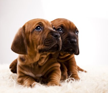 kukla amstaff, dachshund