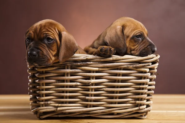 강아지, 고리 버들 세공 바구니 — 스톡 사진