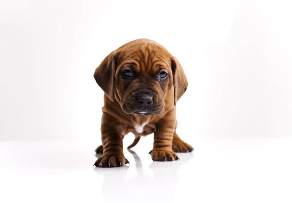 Bebé perro —  Fotos de Stock