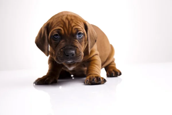 Baby hond — Stockfoto