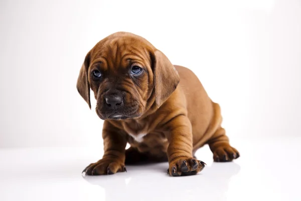 Bebek köpek — Stok fotoğraf