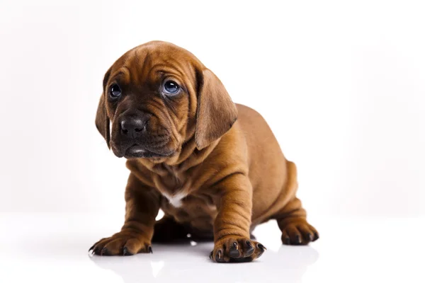 Baby собака — стокове фото