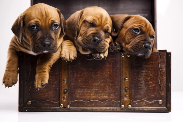 Filhotes de cachorro — Fotografia de Stock