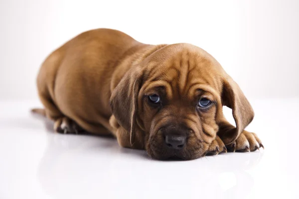 Baby dog — Stock Photo, Image