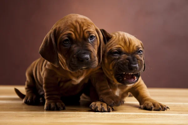 Bebé perros —  Fotos de Stock