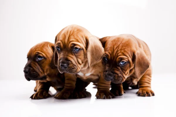 Bebek köpekler — Stok fotoğraf