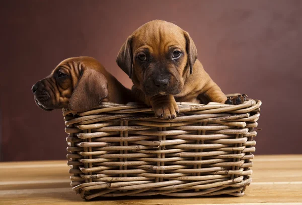Bebek köpekler — Stok fotoğraf