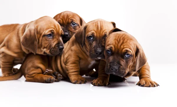 Bebé perros —  Fotos de Stock