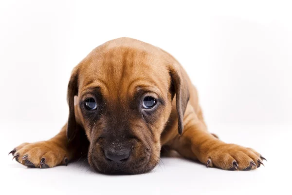 Köpek yavrusu — Stok fotoğraf