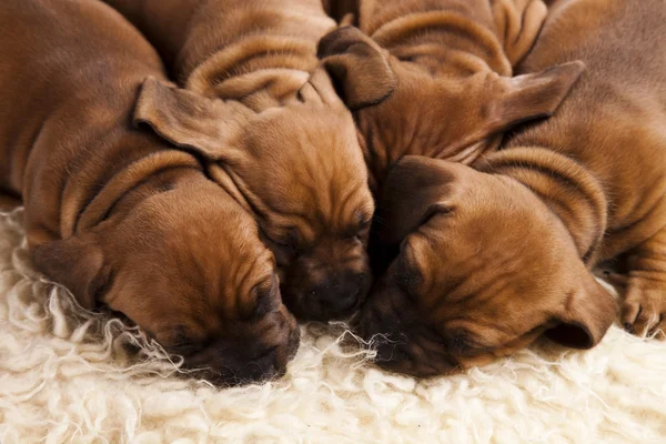 Puppies amstaff,dachshund — Stock Photo, Image