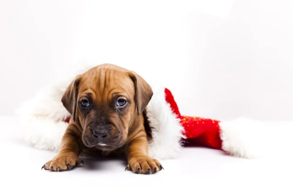 stock image Dog background