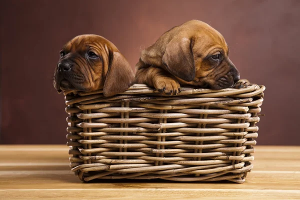 stock image Puppies amstaff,dachshund