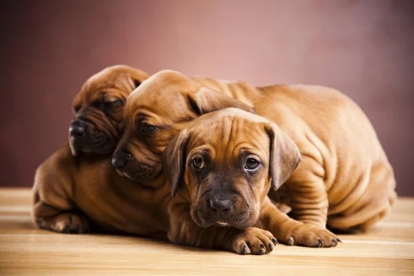 Cachorros amstaff, dachshund —  Fotos de Stock