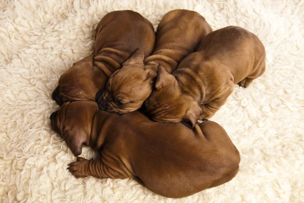 stock image Baby dogs