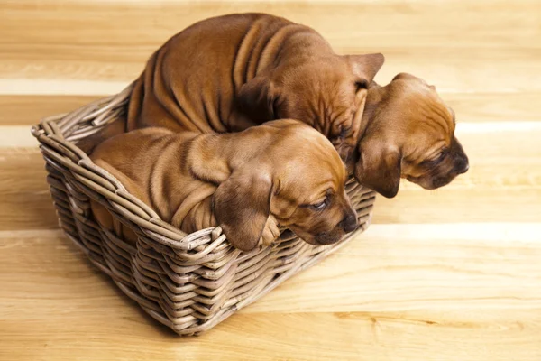 Puppies amstaff, Teckel — Stockfoto