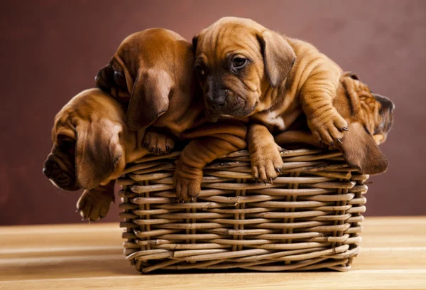 Puppies, wicker basket — Stock Photo, Image