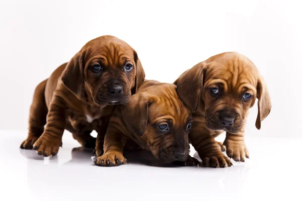 Filhotes de cachorro amstaff, dachshund — Fotografia de Stock