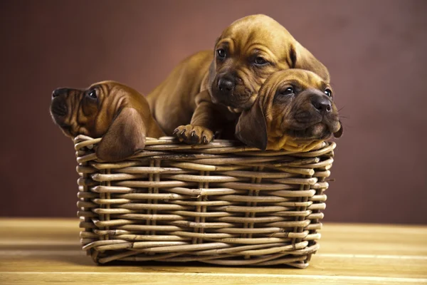 Puppies, wicker basket — Stock Photo, Image