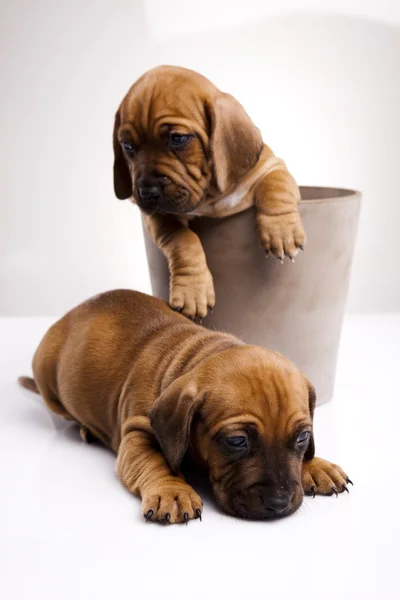 Baby dogs — Stock Photo, Image