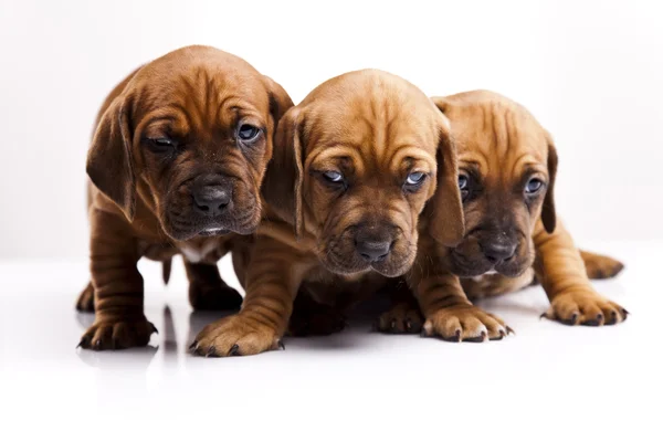 Bebé perros — Foto de Stock