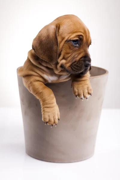 stock image Puppy