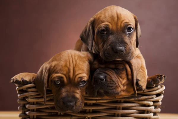 Puppies, rieten mand — Stockfoto