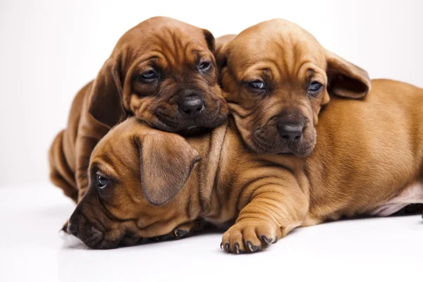 Puppies — Stock Photo, Image