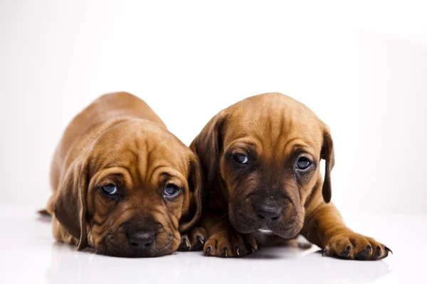 Cachorros bebés — Fotografia de Stock