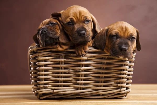 stock image Puppies, wicker basket