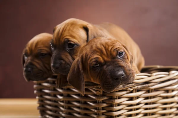 Cuccioli, cesto di vimini — Foto Stock