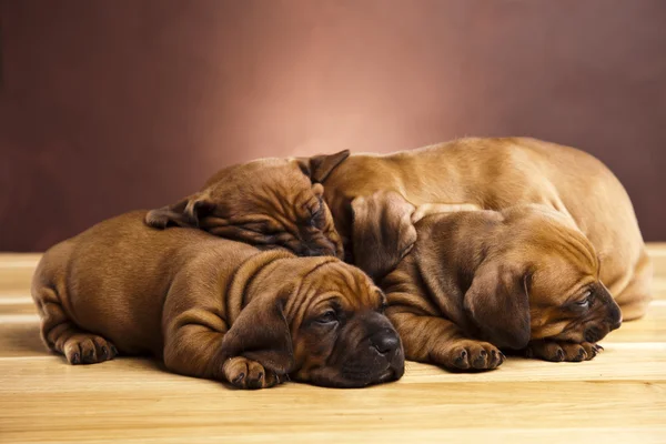 Uykulu köpek yavrusu — Stok fotoğraf