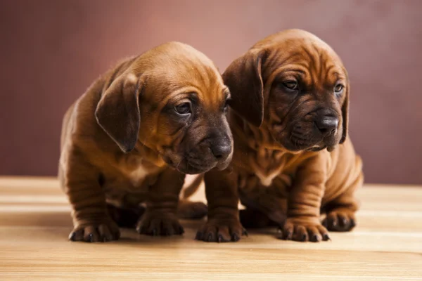 Puppies amstaff,dachshund — Stock Photo, Image