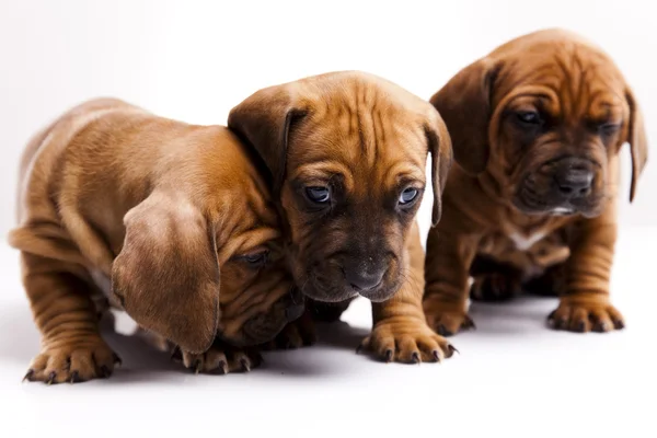 Filhotes de cachorro amstaff, dachshund — Fotografia de Stock
