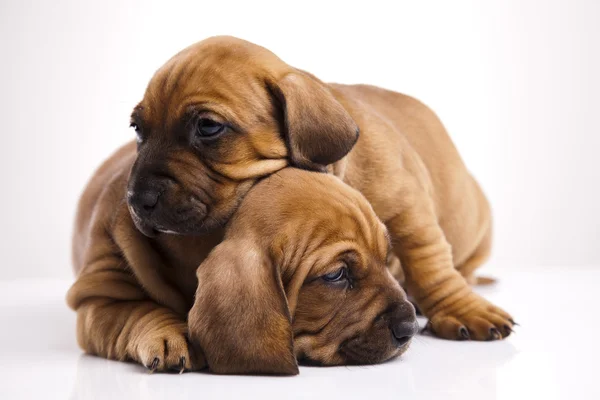 Cachorros amstaff, dachshund — Foto de Stock