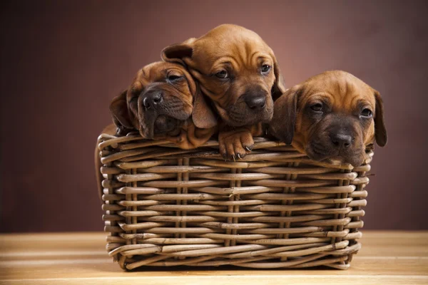 Puppies, rieten mand — Stockfoto