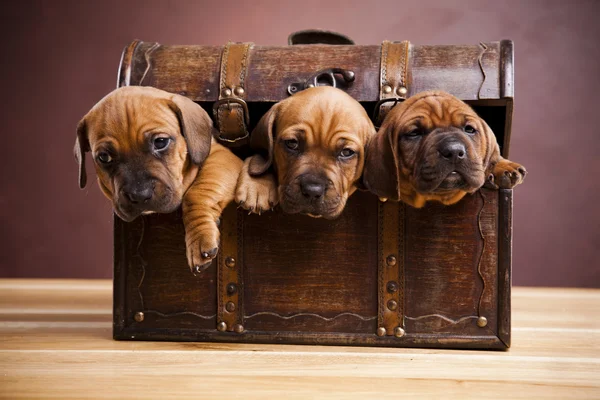 Filhotes de cachorro — Fotografia de Stock
