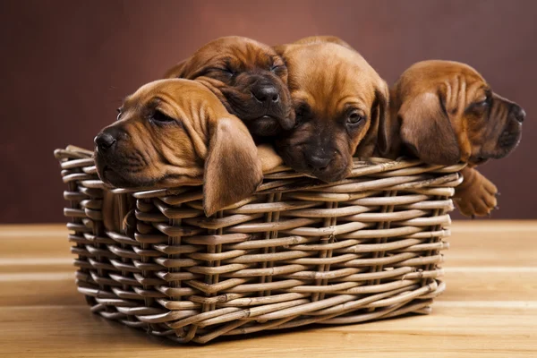 stock image Puppies, wicker basket