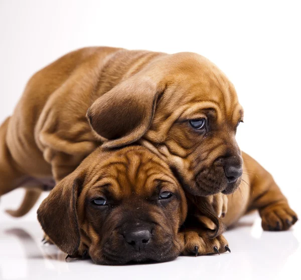 Puppies — Stock Photo, Image
