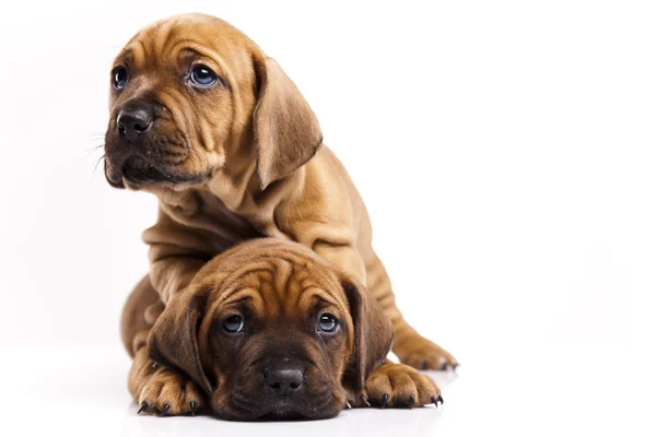 Cachorros amstaff, dachshund — Foto de Stock