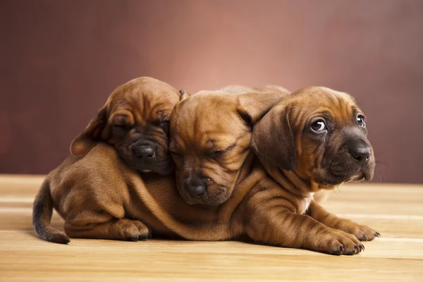 Сонный щенок — стоковое фото