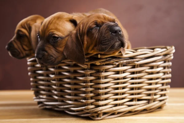 Cuccioli, cesto di vimini — Foto Stock